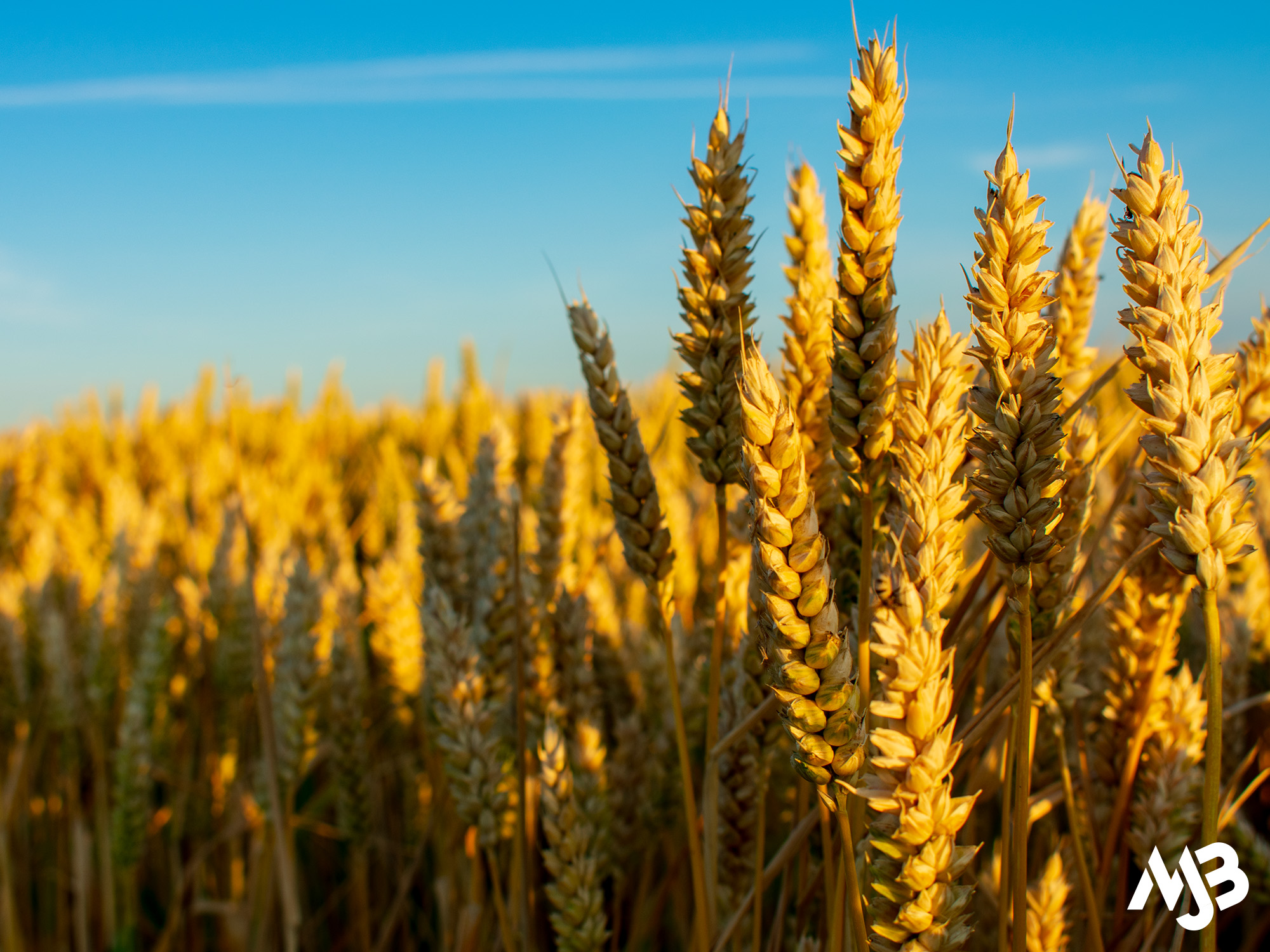 Grain at the farm in the North of The Netherlands Grain at the farm in the North of The Netherlands